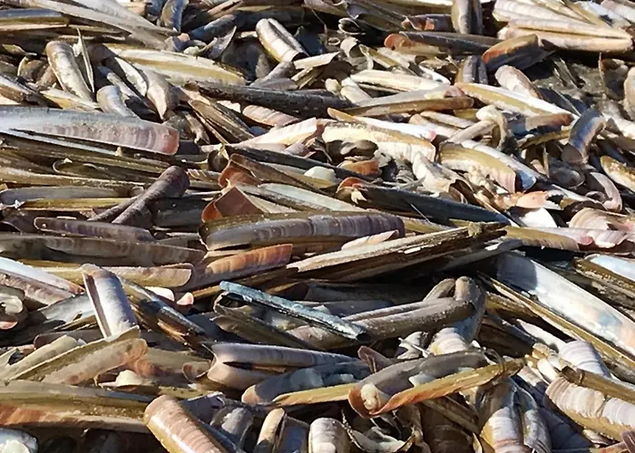 Tatil Evi Near & Sauna